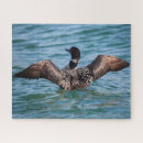 Search for loon puzzles Water