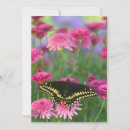 Search for swallowtail cards Orange