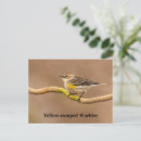 Search for warbler horizontal postcards Birds