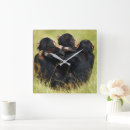 Search for chimpanzees clocks Common chimpanzee