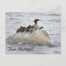 Search for chicks postcards Baby birds