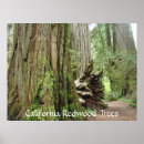 Search for big tree art Nature