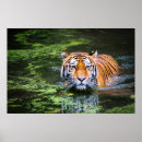 Search for wildlife photography posters Nature