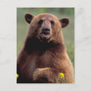 Search for wolf portrait vertical postcards Nature