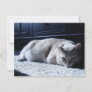 Search for annoy postcards Cat