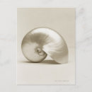 Search for nautilus shell postcards White