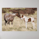 Search for colts posters Horse