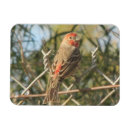 Search for finch magnets Red