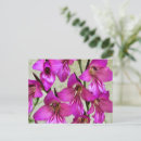 Search for gladiolus postcards Pink