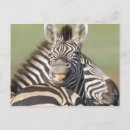 Search for nature reserve postcards Wildlife
