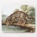 Search for ocelot electronics Wildlife