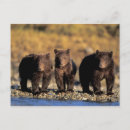 Search for omnivorous postcards Fauna