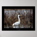 Search for egrets posters Water