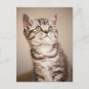 Search for shortness postcards Pet
