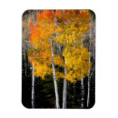 Search for broadleaved Aspen