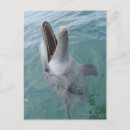 Search for bottlenose postcards Wildlife