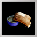 Search for guinea pig posters Pet
