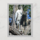 Search for beak vertical postcards Wildlife