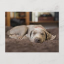 Search for weimaraners postcards Domestic animals