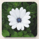 Search for african daisy barware Nature