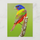Search for passerina postcards Blue