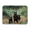 Search for ursus magnets Animal