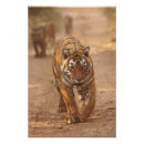 Search for bagh Royal bengal tiger