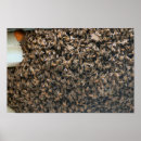 Search for swarming posters Insects