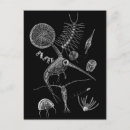 Search for plankton Jellyfish