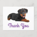 Search for rottweiler puppy postcards Rottie