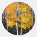 Search for aspen trees stickers Bright