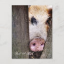 Search for funny pig postcards Photography