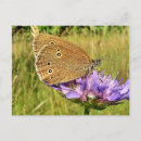 Search for ringlet Aphantopus