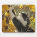 Search for checking mouse mats Cat