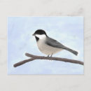 Search for chickadee postcards Black capped chickadee
