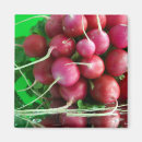 Search for radish magnets Bunch