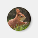 Search for red squirrel magnets Wildlife