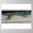 Search for lagarto Lizard