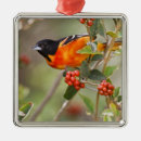 Search for migrator christmas tree decorations Feeding