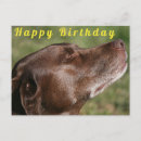 Search for labrador birthday cards Cute dog