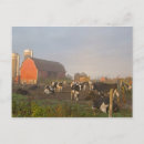 Search for holstein postcards Barn