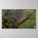 Search for peregrine falcon posters Wildlife