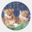 Search for lioness stickers Safari