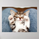 Search for lap posters Animal