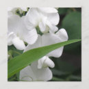 Search for sweet pea invitations Flowers