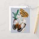 Search for antique butterfly illustration postcards Retro