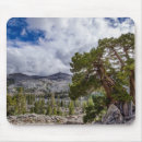 Search for evergreen mouse mats Superstock