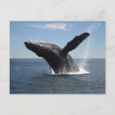 Search for humpback postcards Fin