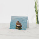Search for bellis cards Photograph