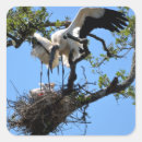 Search for stork bird stickers Nature
